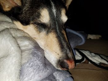 Close-up of dog lying down