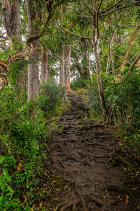 Trees growing in forest