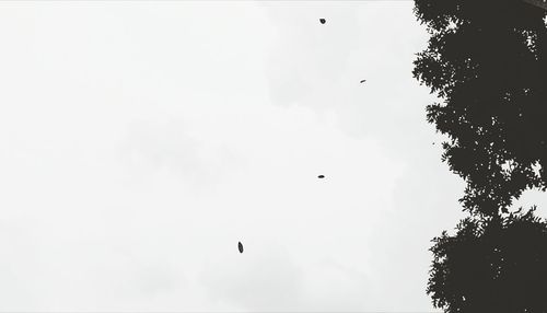 Low angle view of birds flying against sky