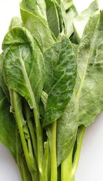 Close-up of green leaves against white background