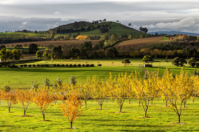 Scenic view of agricultural field against sky