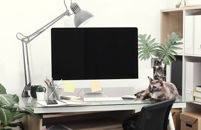 View of cat on table