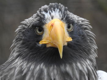 Close-up portrait of eagle