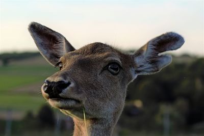 Close-up portrait of deer