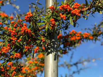 Low angle view of orange tree