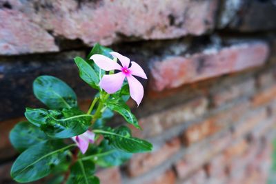 Close-up of pink flowering plant against wall