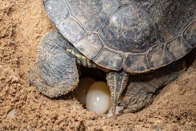 Close-up of tortoise on the ground