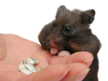 Close-up of hand feeding hamster