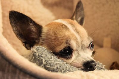 Close-up portrait of dog relaxing at home