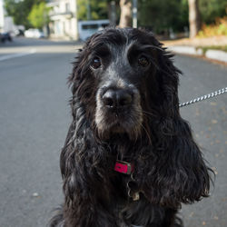 Close-up portrait of a dog