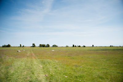 Scenic view of grassy field against sky