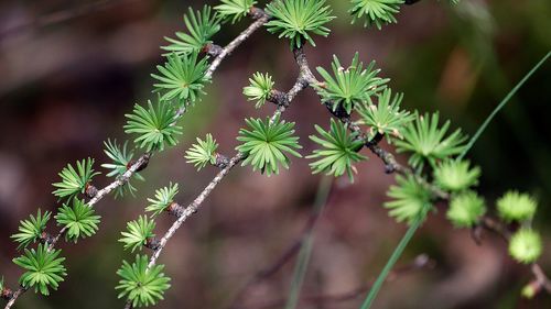 Close-up of plant