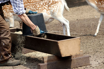Low section of person working at a animal park. he feeds fellow deers