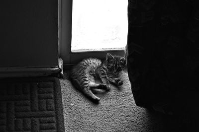 Portrait of kitten resting on rug by door