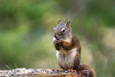 Close-up of squirrel on rock