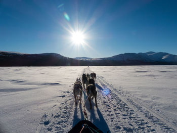 Woman with dog on field against clear sky