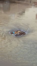 Reflection of trees in water