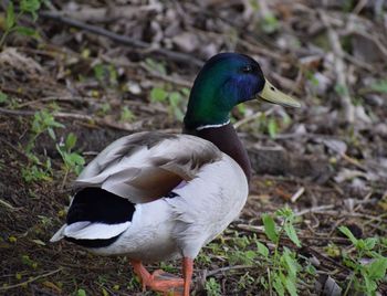 Close-up of mallard duck on field