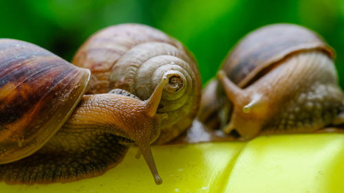 Close-up of snail