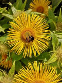 Close-up of bee pollinating on flower