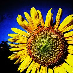 Close-up of yellow flower