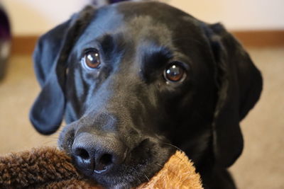 Close-up portrait of dog