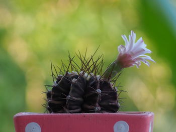 Close-up of potted plant