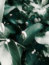 High angle view of flowering plant