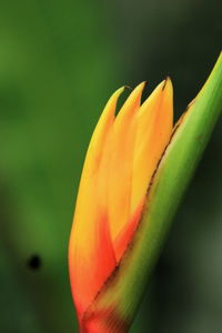 Close-up of yellow flower