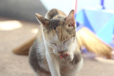 Close-up of cat with eyes closed