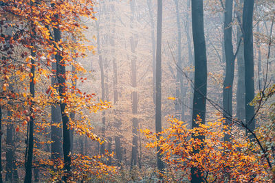 Pine trees in forest during autumn