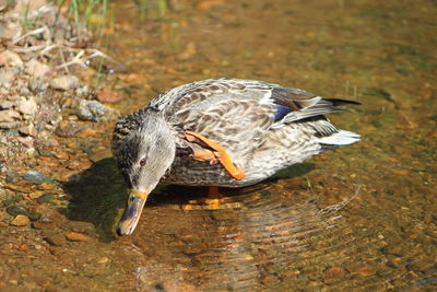 Close-up of duck in water