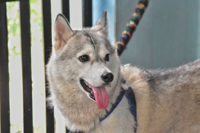 Close-up portrait of a dog