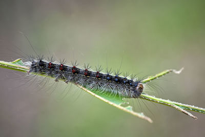 Close-up of insect