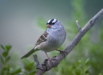 Close-up of bird perching on branch