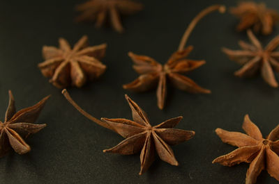 High angle view of dried leaves on black background