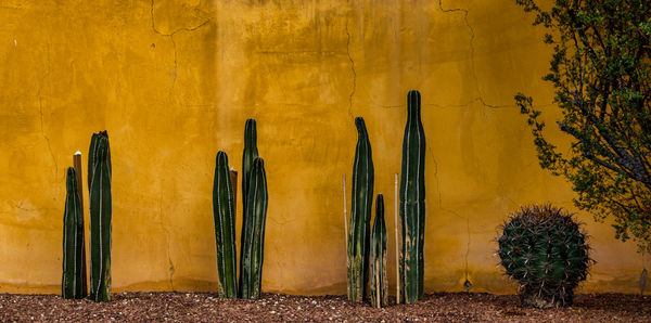 Cacti planted along a yellow wall