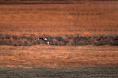 Close-up of bird flying over field