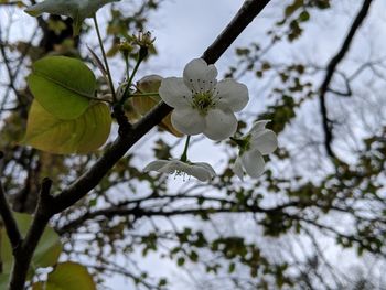 Low angle view of white flowering tree