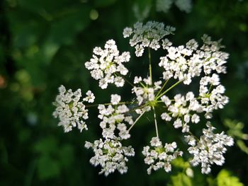 Close-up of white flowers blooming outdoors