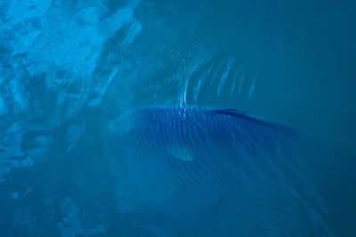 Fish swimming in sea