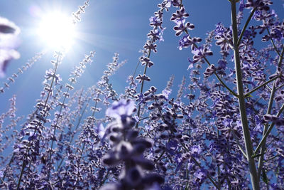 Low angle view of purple flowering plants against sky