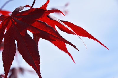 Close-up of red leaves