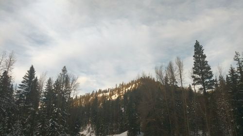 Panoramic view of forest against sky