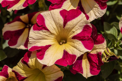 Close-up of pink flowering plants