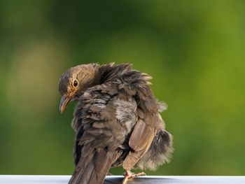 Close-up of bird perching on branch