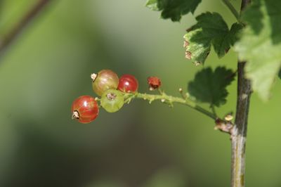 Close-up of cherries on plant