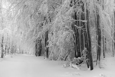 Close-up of snow covered landscape