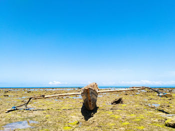 View of an animal on land against blue sky