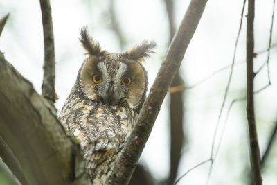 Close-up of owl perching on branch